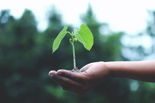 Hombre sosteniendo una planta en su mano
